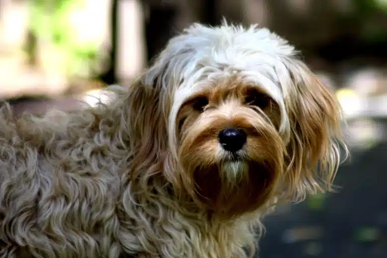 Adult long-haired Cavapoo with tan and white fur