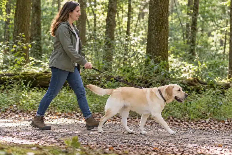 Yellow Labrador walking naturally with an owner on a woodland path