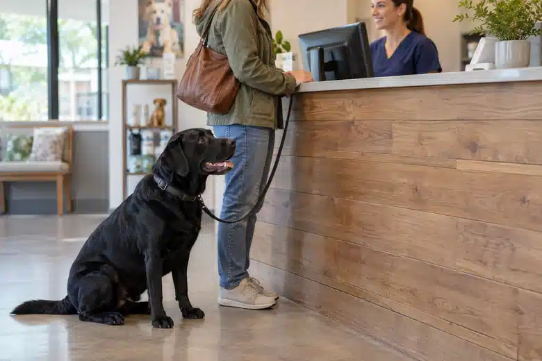 Labrador beside its owner at a veterinary reception counter
