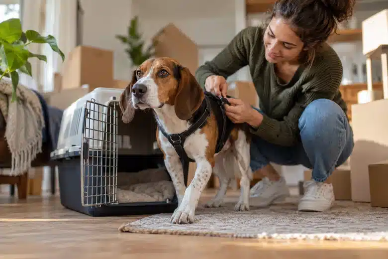 Newly adopted hound at home with owner fitting a harness