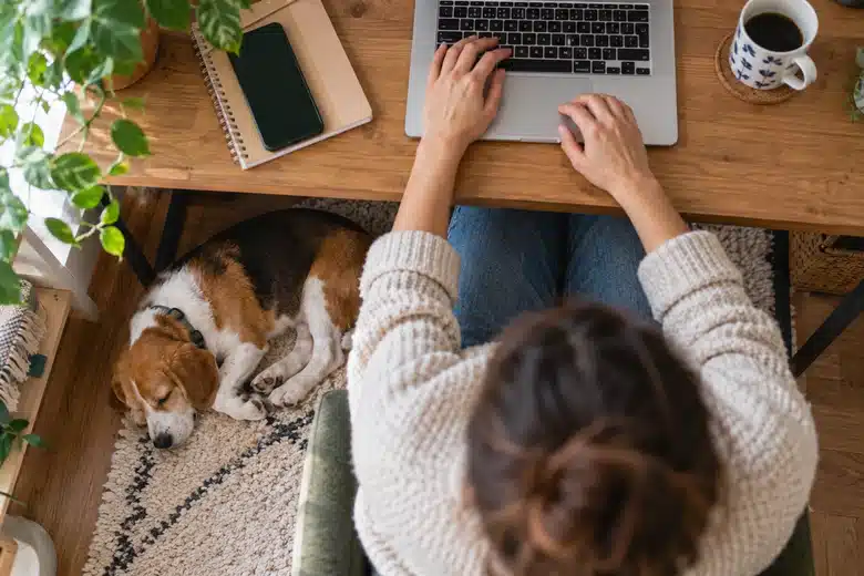 Beagle asleep under a modest home desk while owner uses laptop