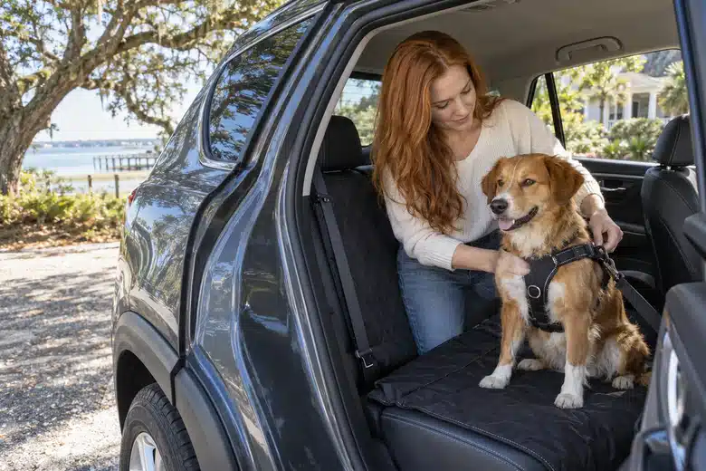 Woman adjusting a dog’s harness in the back seat of a parked car