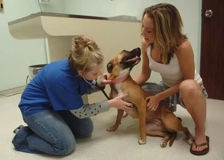 Veterinary technician examining a dog during a general veterinary checkup