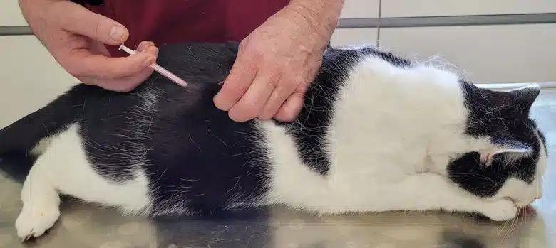 Insulin injection being administered to a black and white cat