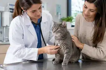 Cat Coverage Insurance