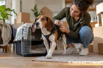 How Do I Get Dog Insurance?