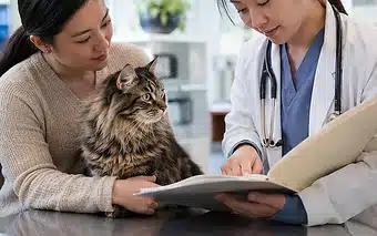 Cat Insurance Pre Existing